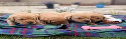 Labrador Retriever dogs for sale: Kc registered & fully health tested - Advert 5