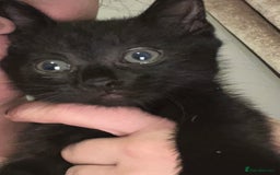 Domestic Shorthair cats for sale: 2x black kittens  - Image 1