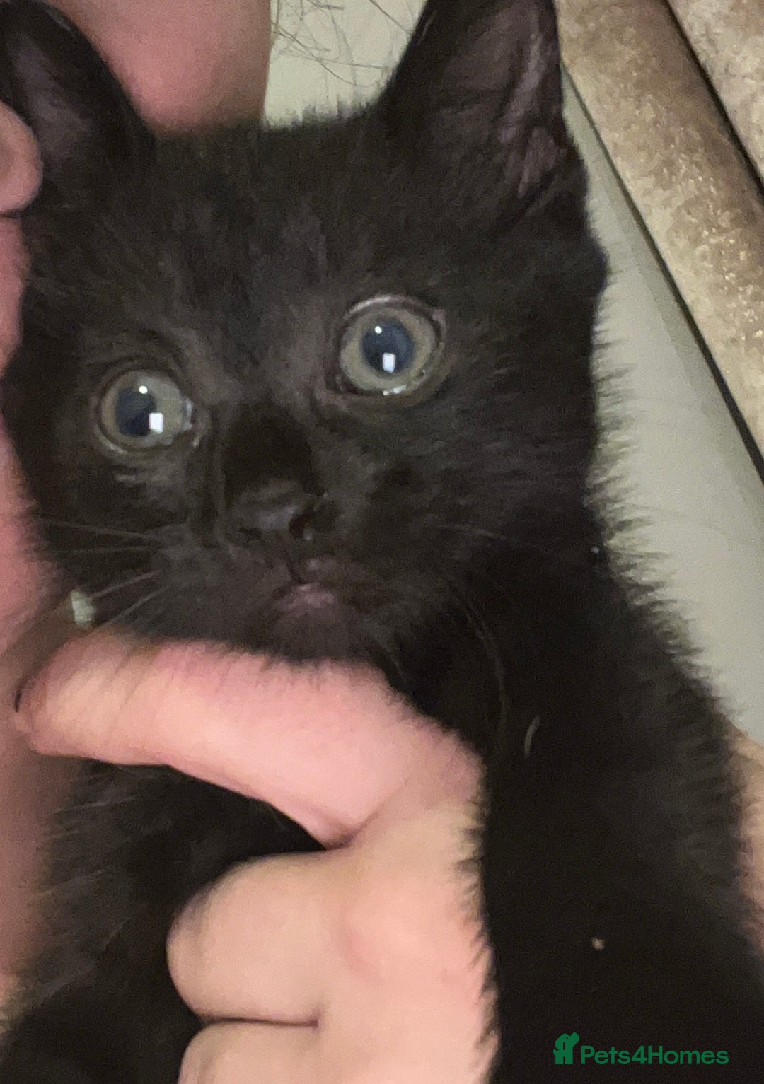 Domestic Shorthair cats for sale: 2x black kittens  - Image 1