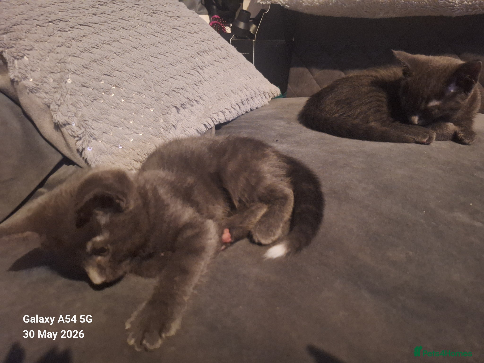 British Shorthair cats for sale: 2 lovely female kittens  - Advert 3