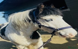 Irish Cob horses for sale: 12.2 Chunky Cob  - Image 2
