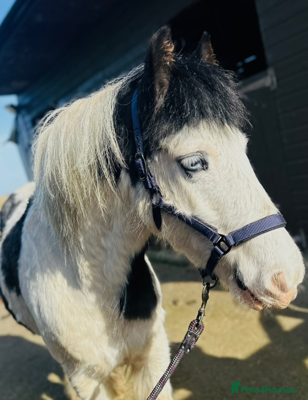 Irish Cob horses for sale: 12.2 Chunky Cob  - Image 2