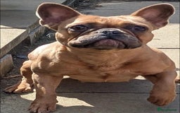 French Bulldog dogs for sale: Blue and Tan Fluffy French Bulldog - Advert 7