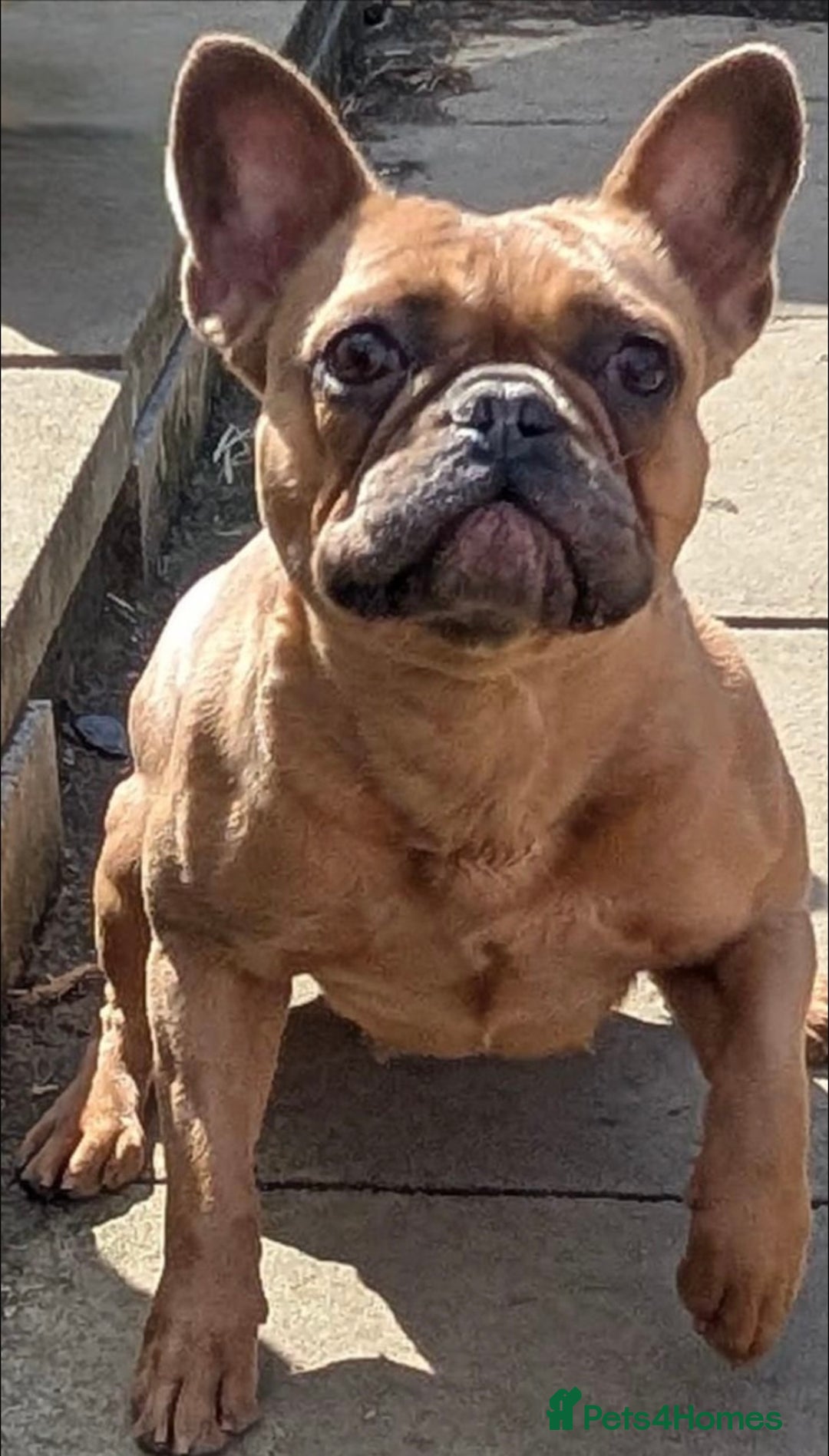 French Bulldog dogs for sale: Blue and Tan Fluffy French Bulldog - Advert 7