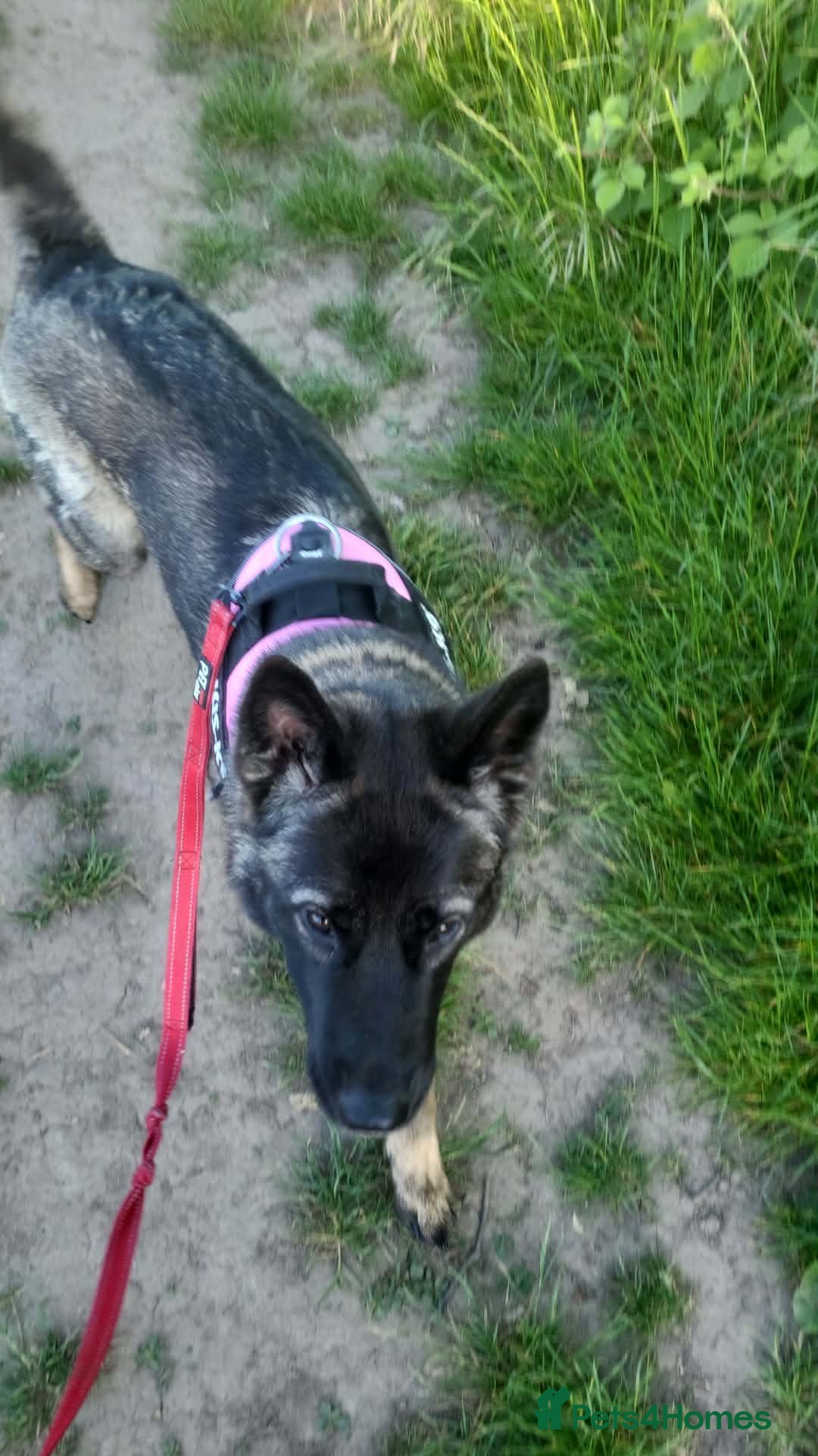 Mixed Breed dogs German Shepherd X Japanese Akita - Advert 1