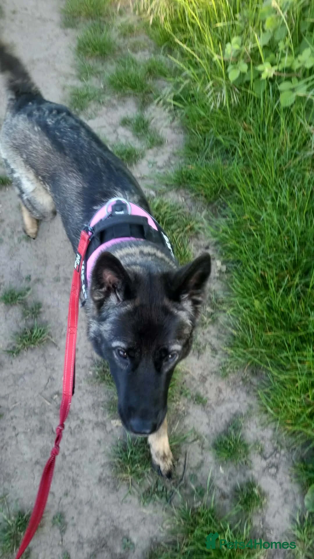 Mixed Breed dogs for sale: German Shepherd X Japanese Akita - Advert 1