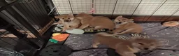 Japanese Shiba Inu dogs for sale: 2 KC female shiba pups looking for forever home. - Advert 9