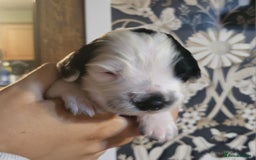 English Springer Spaniel dogs for sale: English springer spaniel pups  - Image 8