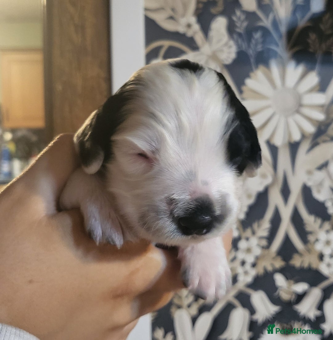 English Springer Spaniel dogs for sale: English springer spaniel pups  - Image 8