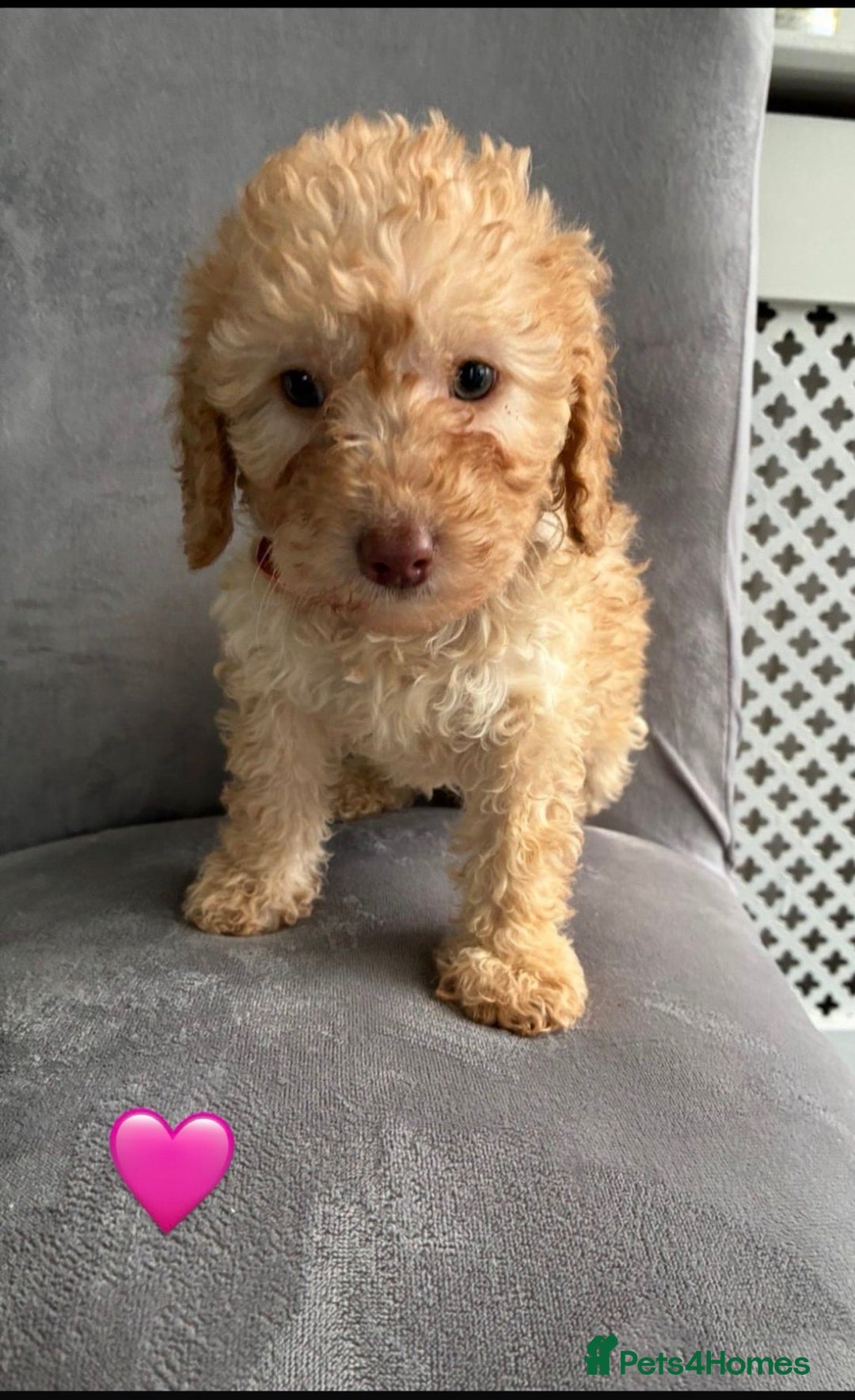 Miniature Poodle dogs for sale: 🐩 Ready Now 🐩 miniature poodles 🐩  - Advert 4