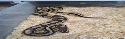 Mixed Breed reptiles for sale: Ball pythons, tarantula, African land snails - Advert 5