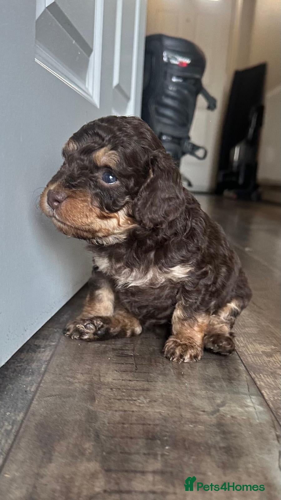 Cockapoo dogs for sale: Beautiful F2B Toy Cockapoo Puppies Ready 1st July  - Advert 9