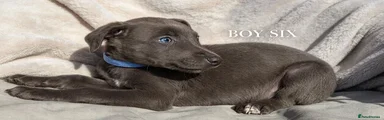 Whippet 6