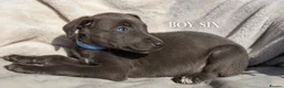 Whippet dogs for sale: Whippet puppies  - Advert 8