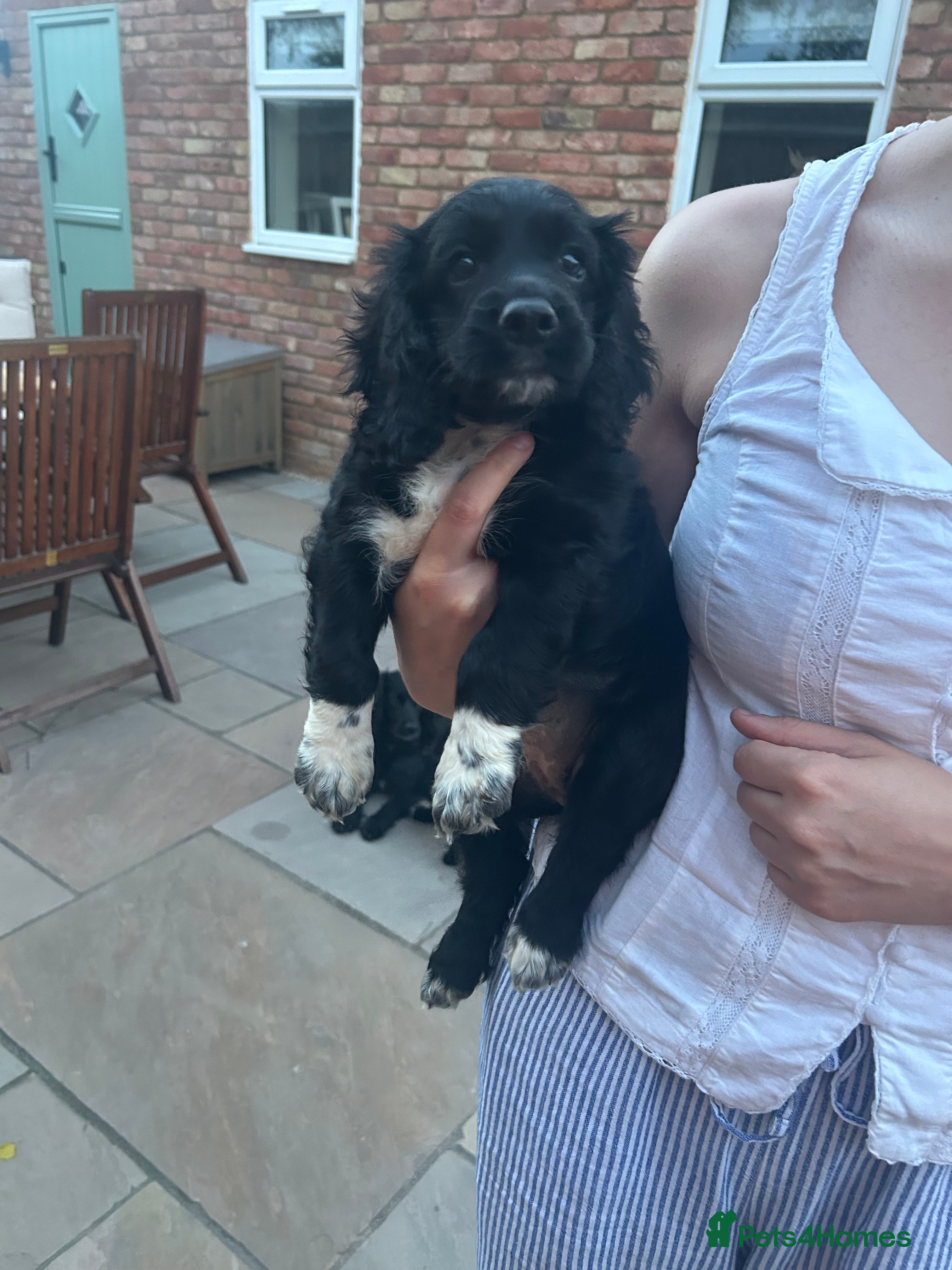 Cocker Spaniel dogs 2 cocker spaniel bitches for sale  - Advert 2