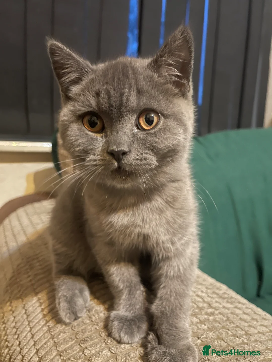 British Shorthair cats for sale: High quality British short hair - Advert 2