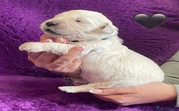 Golden Retriever dogs for sale: KC Reg Cream Boys from health tested parents.  - Image 28
