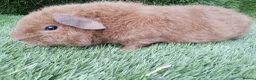 Guinea Pig rodents for sale: Rex guinea pigs  - Advert 8