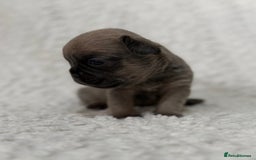 French Bulldog dogs for sale: French bulldog pups - pink and fluffy carries  - Image 5