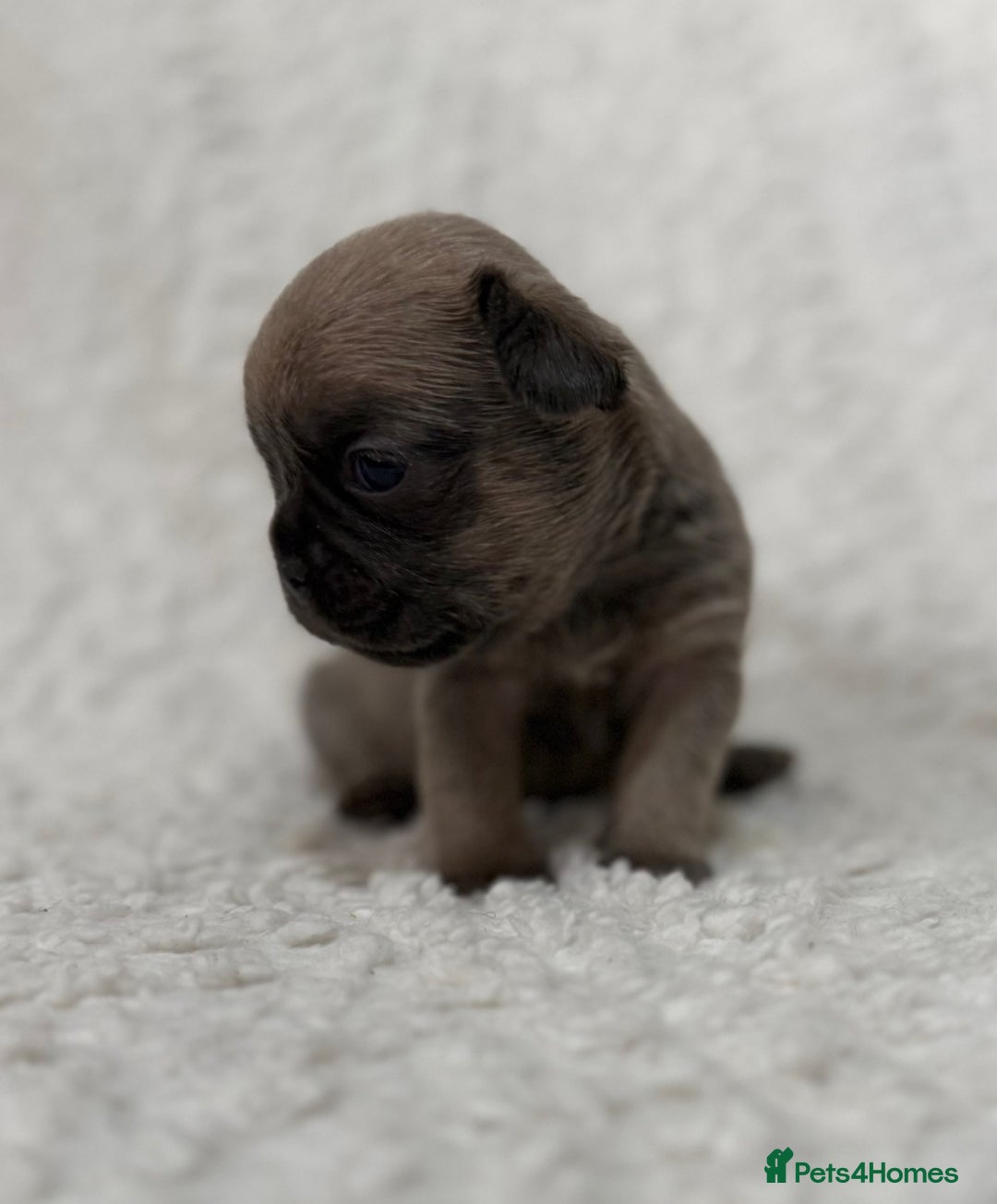 French Bulldog dogs for sale: French bulldog pups - pink and fluffy carries  - Image 5