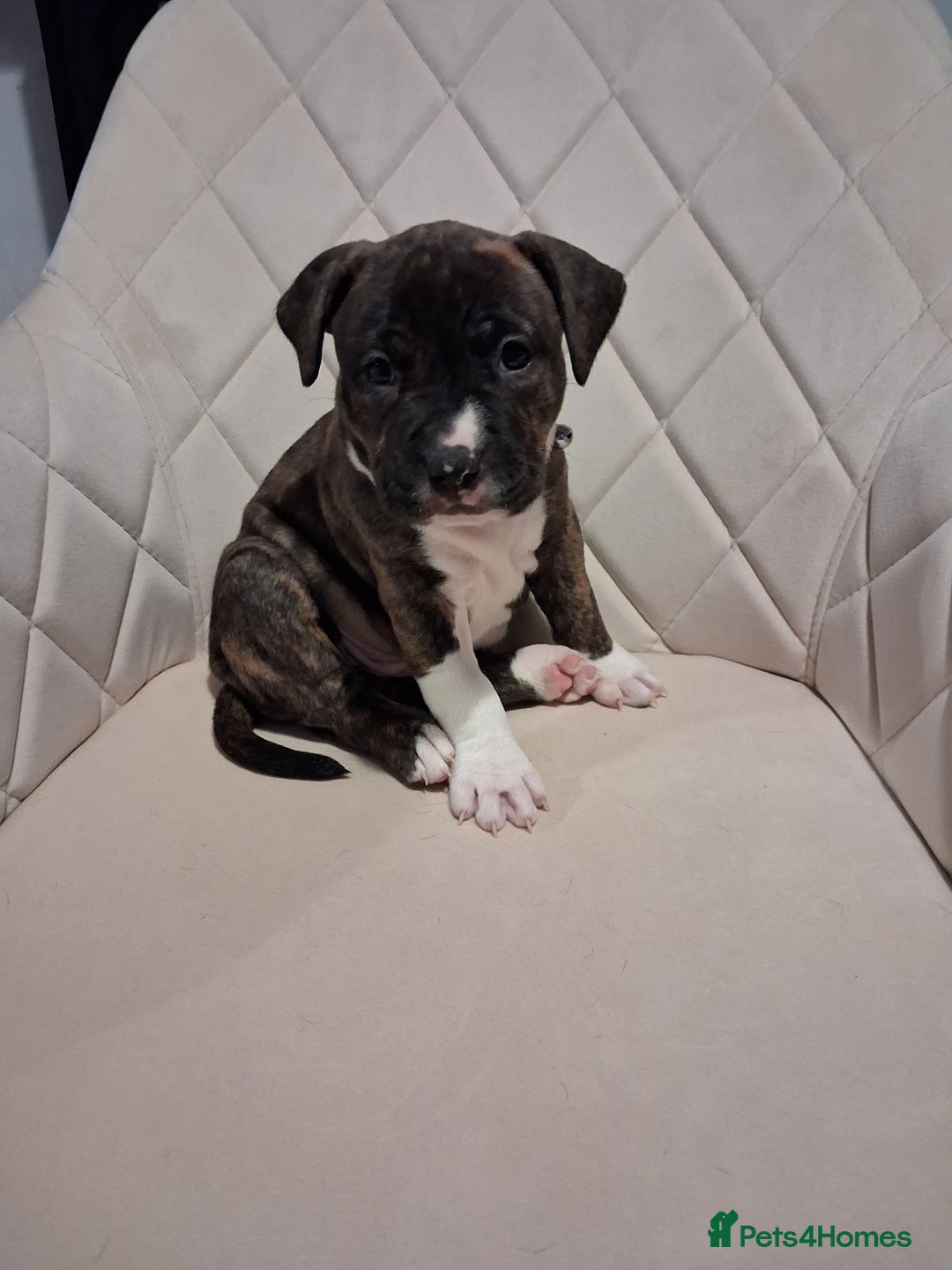 Mixed Breed dogs for sale: American bully Staffordshire bull terrier Puppies  - Advert 7