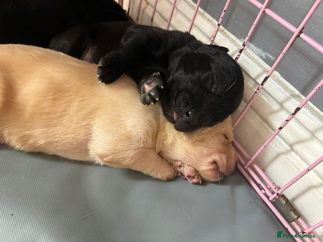 Labrador Retriever dogs for sale: Labrador retriever puppies  - Image 6
