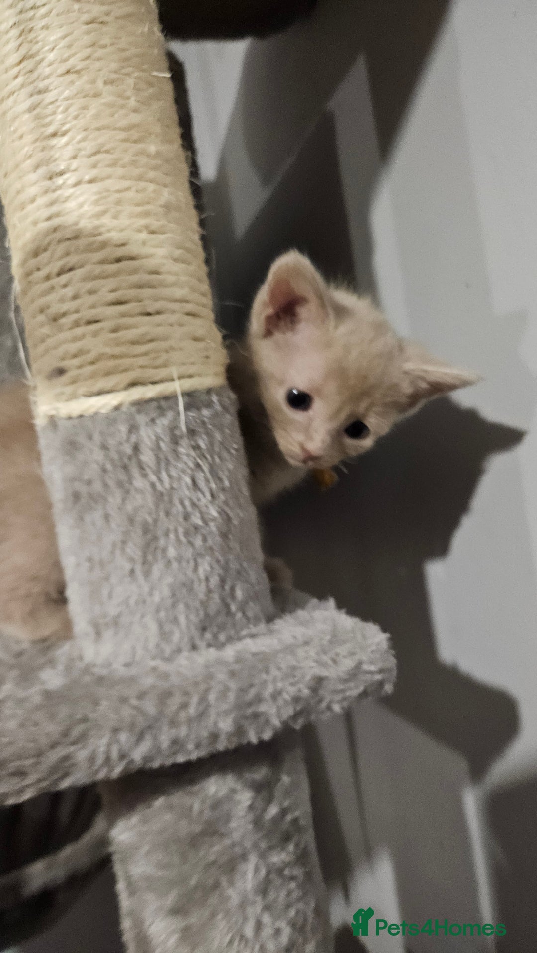 Russian Blue cats for sale: 🐾 last two girls Russian Blue Kittens 🐾 - Advert 17