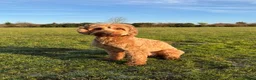 Cockapoo dogs for stud: Woody - Red F1 Cockapoo Available for Stud - Advert 8