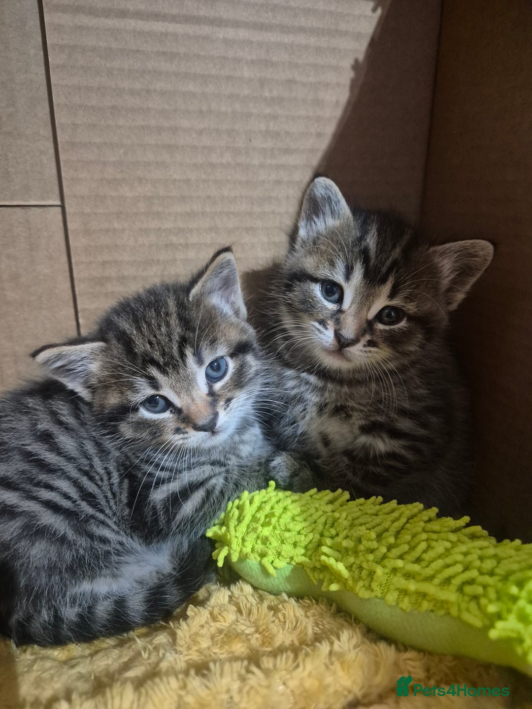 Mixed Breed cats for sale: kittens - Image 11