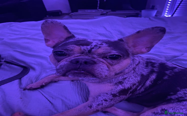 French Bulldog dogs - Advert 10