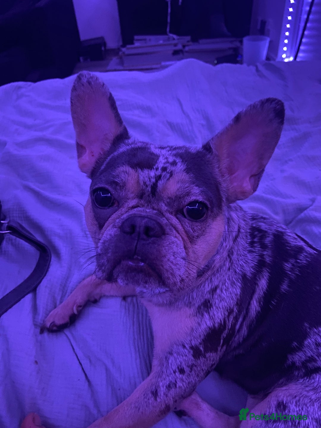 French Bulldog dogs for sale: Tri-Colour Merle French Bulldog for sale - Image 1