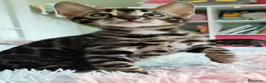 Bengal 1
