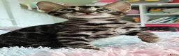 Bengal cats for sale: luxurious bengals - Advert 38