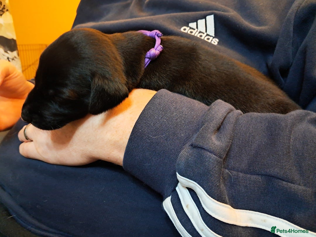 Mixed Breed dogs for sale: 5 whippador puppies for sale - Advert 10