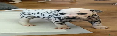 Dalmatian 6