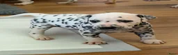 Dalmatian dogs for sale: JUST 3 BOYS LEFT READY THIS WEEK  - Advert 34