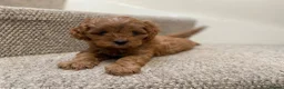 Cavapoo dogs for sale: F1 Male Cavapoo. From Health tested KC reg parents - Advert 13