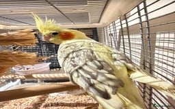 Budgerigars birds for sale: Beautiful tame cocktiels for sale  - Advert 4
