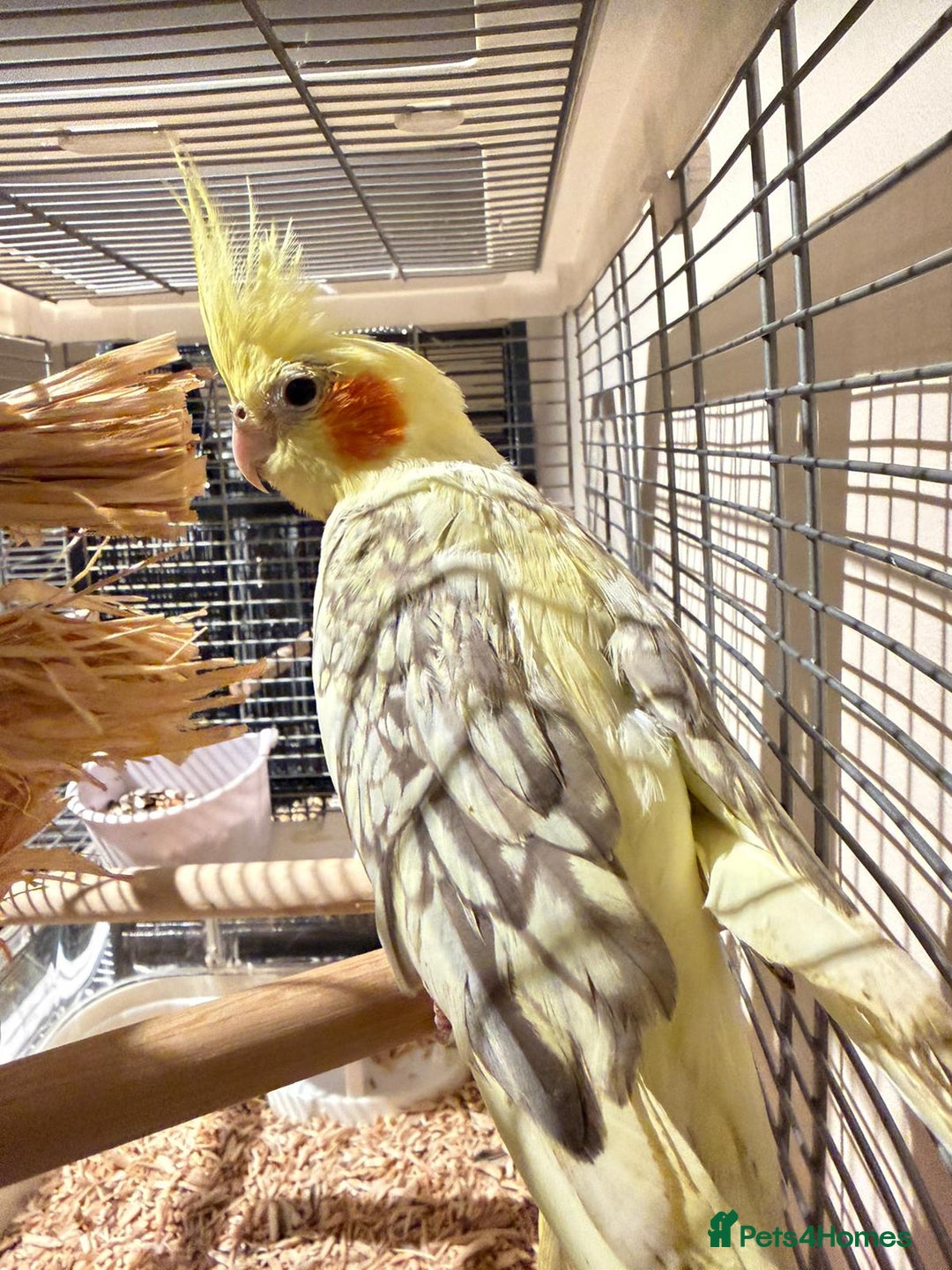 Budgerigars birds for sale: Beautiful tame cocktiels for sale  - Advert 4