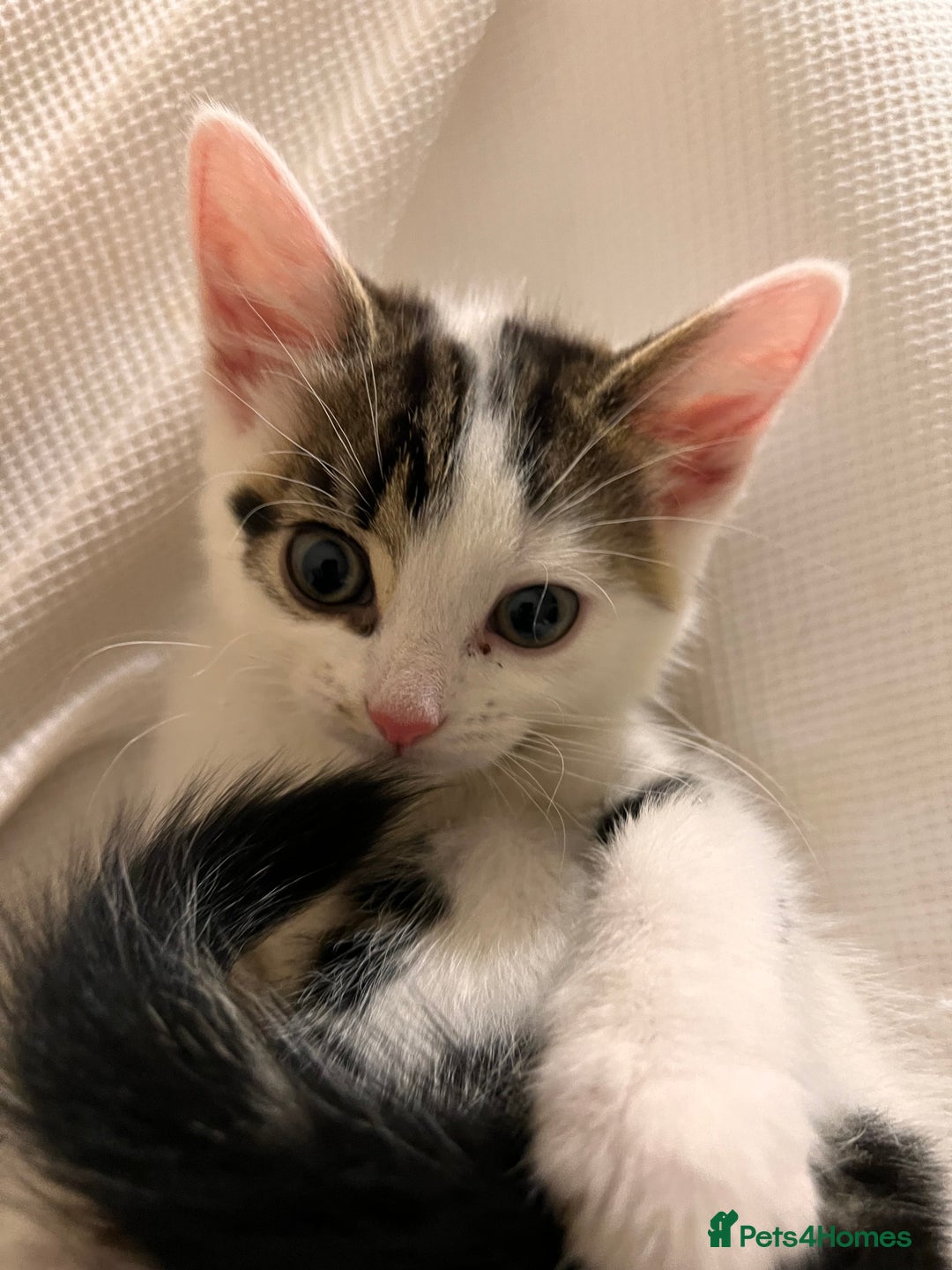 Domestic Shorthair cats for sale: Kittens for sale  - Image 3
