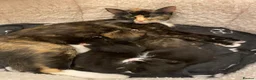 Domestic Shorthair cats for sale:  3 kittens  - Advert 6