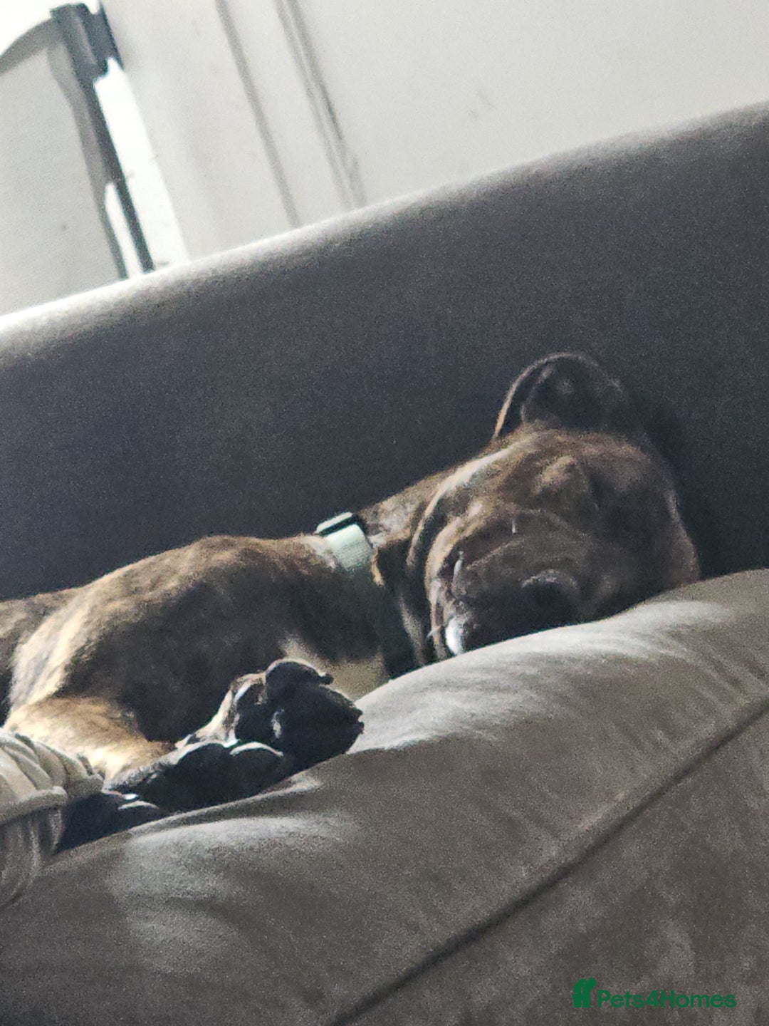 Mixed Breed dogs for sale: Hunt away/Presa Canario - Image 2