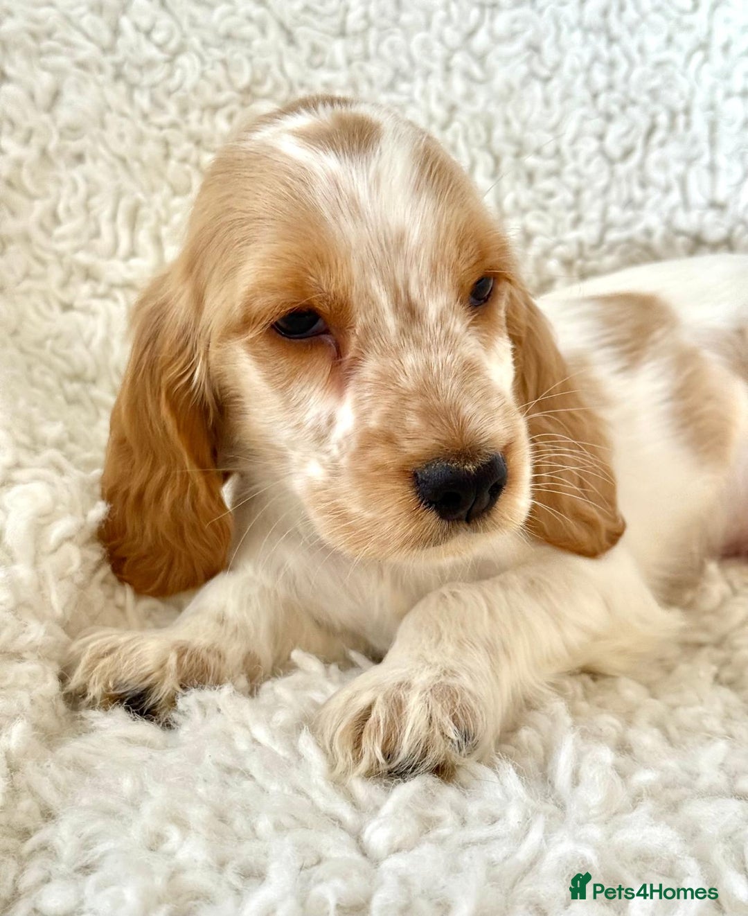 Cocker Spaniel dogs for sale: Golden Roan Full Health Tests Showline KC Reg Pups - Image 18