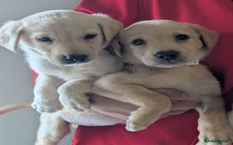 Labrador Retriever dogs for sale: KC Reg many Champion lines Drakeshead in pedigree  - Image 2
