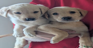 Labrador Retriever dogs - Advert 8