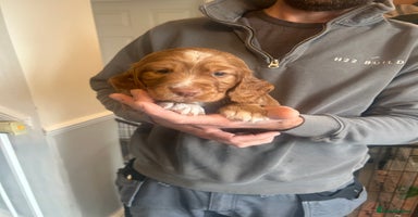 Cocker Spaniel dogs - Advert 12