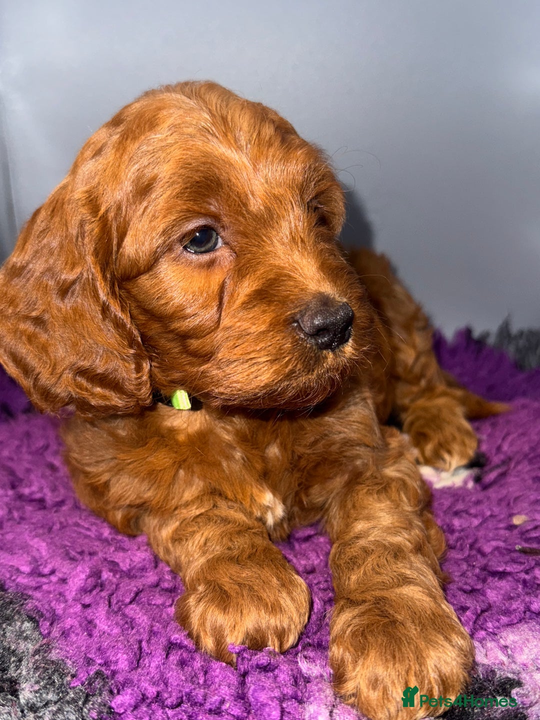 Cockapoo dogs for sale: Stunning F1 Cockapoo Puppies - Advert 4