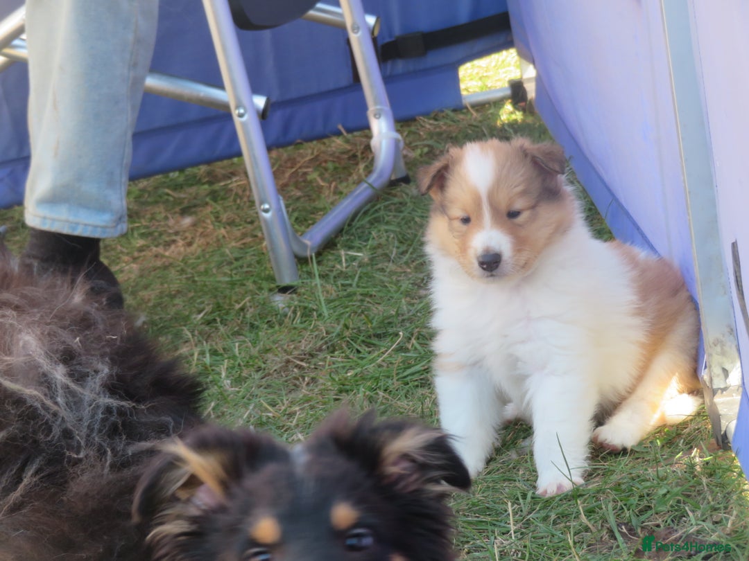 Rough Collie dogs for sale: Rough collie female pups  - Image 2