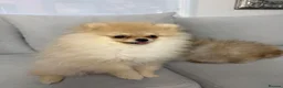 Pomeranian dogs for sale: Show Class MINI TOY POMERANIAN puppies for sale! - Advert 4