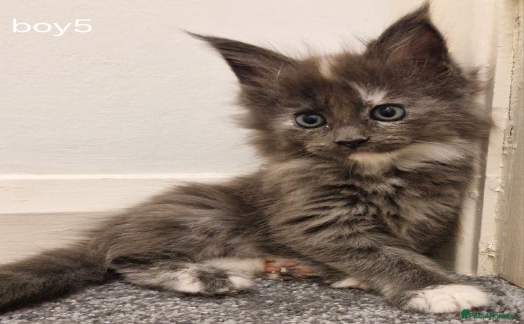 Maine Coon cats - Advert 9